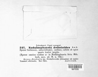 Nodulosphaeria dolioloides image